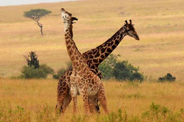 EN IMAGES: La beauté sauvage du Kenya