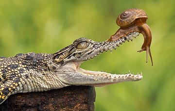 Un escargot se promène sur un crocodile
