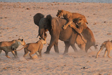 Photos: un éléphant s'échappe de l'attaque d'un groupe de lions