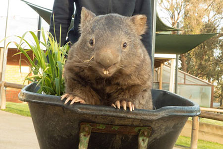 Le plus vieux wombat du monde en captivité rejoint le service de rencontres pour rechercher de l'amour