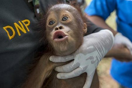 L'examen médical des orangs-outans avant leur retour en Indonésie