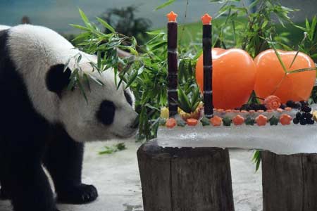 11e anniversaire des pandas Tuantuan et Yuanyuan célébré à Taipei