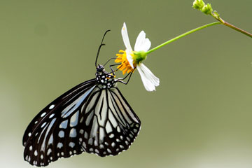 EN IMAGES: Le papillon et la fleur