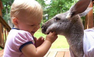 Amité entre un bébé américain et un kangourou