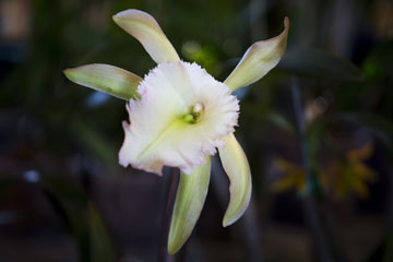Photos - Une exposition d'orchidées à Buenos Aires