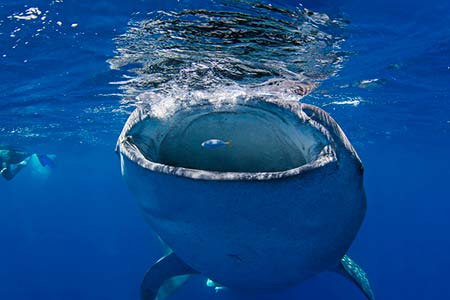 Un requin-baleine sous l'objectif du photographe Ken Kiefer