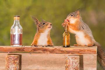 Insolite : un bar pour écureuils en Suède
