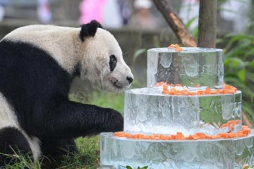 Le panda géant "Pan Pan" célèbre son 30e anniversaire