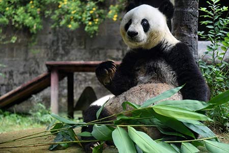 Des amis américains invités en Chine pour l'anniversaire d'un panda géant "centenaire"