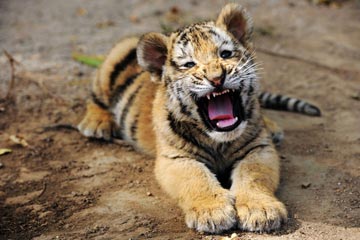 D'adorables bébés tigres et bébés lions à Qingdao