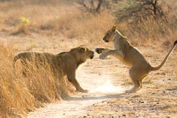 Photos - les lions dans le Parc Antelope au Zimbabwe