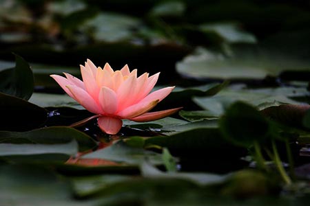 Photos - Fleurs de lotus magnifiques