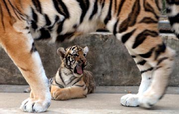 Un bébé tigre super mignon