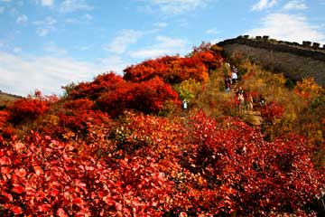 En images : admirez les feuilles rouges de la Grande Muraille à Badaling