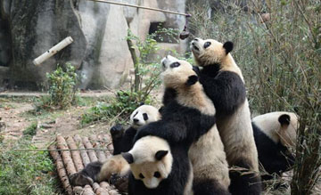 Sichuan : des pandas géants font une « pyramide » pour se nourrir