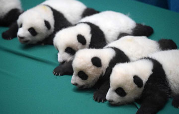 13 bébés pandas montrés au public à Chengdu