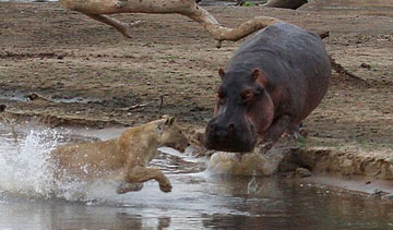 Combat entre un lion et un hippo