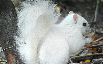 Royaume-Uni: Un écureuil tout blanc