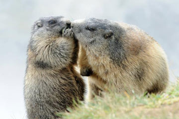 Photos d'adorables marmottes