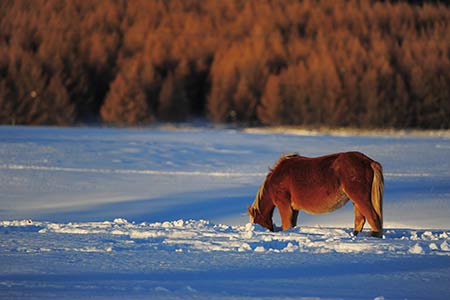 Paysages magnifiques de neige dans le mont Tian (Tianshan)