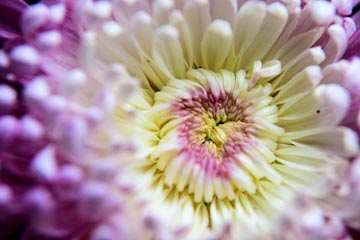 EN IMAGES: la beauté du chrysanthème