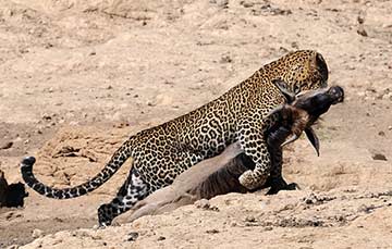 Kenya: un guépard attaque un gnou