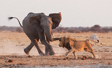 Un lion et un éléphant se battent pour l'eau