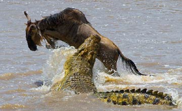 Un gnou échappe à la bouche d'un crocodile