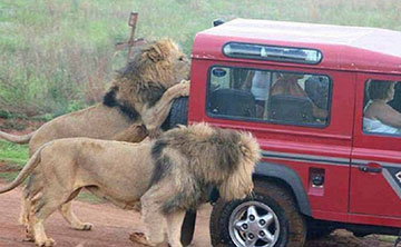 Une voiture de touristes attaquée par des lions lors d'un safari