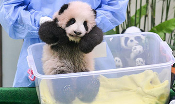 Trouvez le prénom du bébé panda né en Malaisie