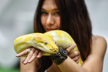 Photos - Un show d'animaux de compagnie à Bangkok