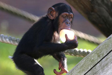 Un petit orang-outan s'amuse avec des morceaux de glace pour éviter la chaleur dans un zoo à Sydney