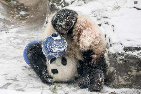 Photos : un panda géant adorable