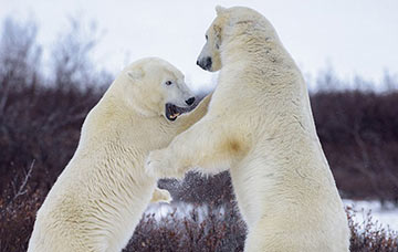 Deux ours blancs se battent dans la neige