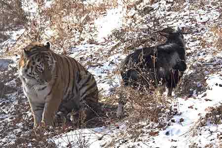 Photos - Amitié insolite entre un tigre et une chèvre