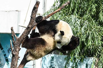 Bilan 2015 : Les 10 moments les plus impressionnants concernant les pandas