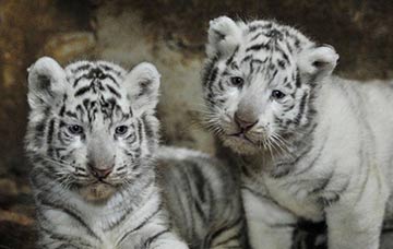 Yunnan: Des bébés tigres blancs