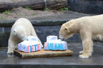 D'adorables ours polaires mangent des gâteaux