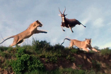 Une lionne attrape une antilope dans les airs