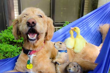 Photos - l'"amitié" entre les animaux