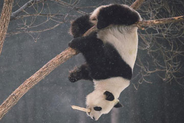 Photos - La vie des pandas géants Jia Jia et Meng Meng à Changchun