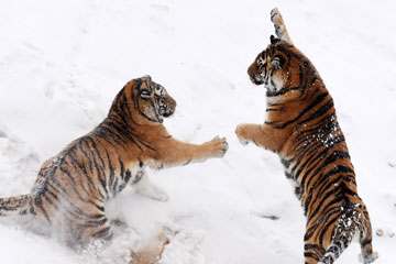 Photos - Des tigres de Sibérie s'amusent dans la neige au Heilongjiang