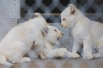 Photos - d'adorables bébés lions blancs à Toronto