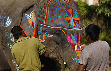 Un concours de beauté de l'éléphant au Népal
