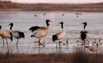 Oiseaux migrants dans la réserve naturelle Caohai