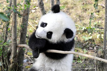 Photos d'adorables pandas géants à Chengdu