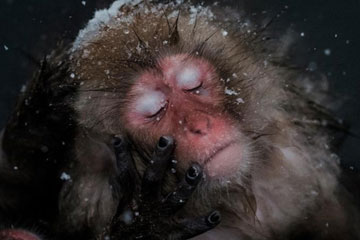 Japon : des macaques se détendent dans une source chaude