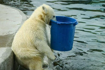 Un ours polaire a soif au zoo de Moscou