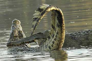 En images: lutte mortelle entre deux crocodiles