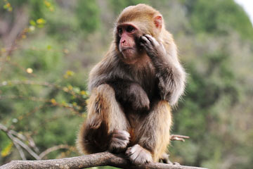 Photos - d'adorables macaques au Guizhou